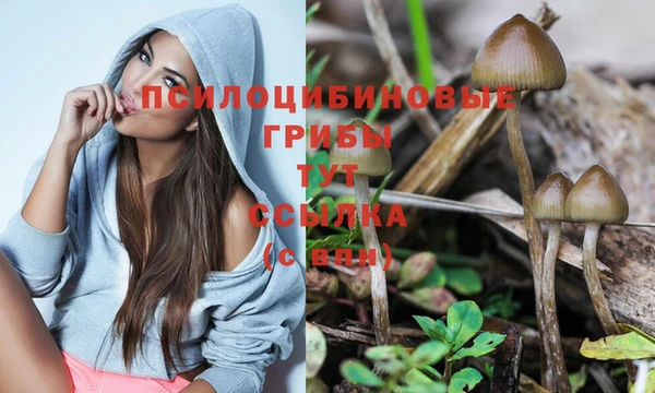 шишки Абаза